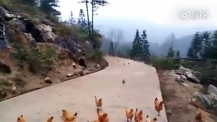 Xôn xao bởi 1 đoạn clip "Phi đội gà bay" có một không hai