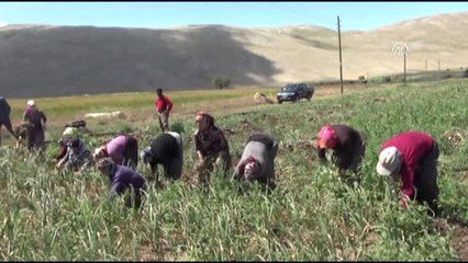 Koçovası Sarımsağı Alıcısını Bekliyor - Kahramanmaraş
