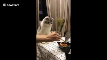 Cute cat tries to grab owner's food
