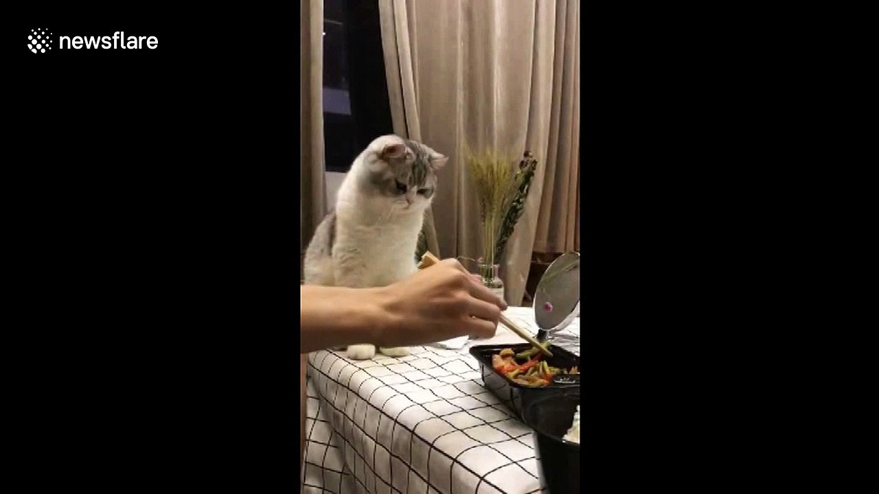 Cute cat tries to grab owner's food
