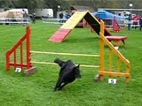 2007-10-28 Concours Rieulay Agility 003