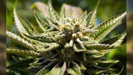 Marijuana Lawyer Shelby Township