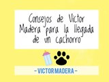 Consejos de Victor Madera para la llegada de un cachorro