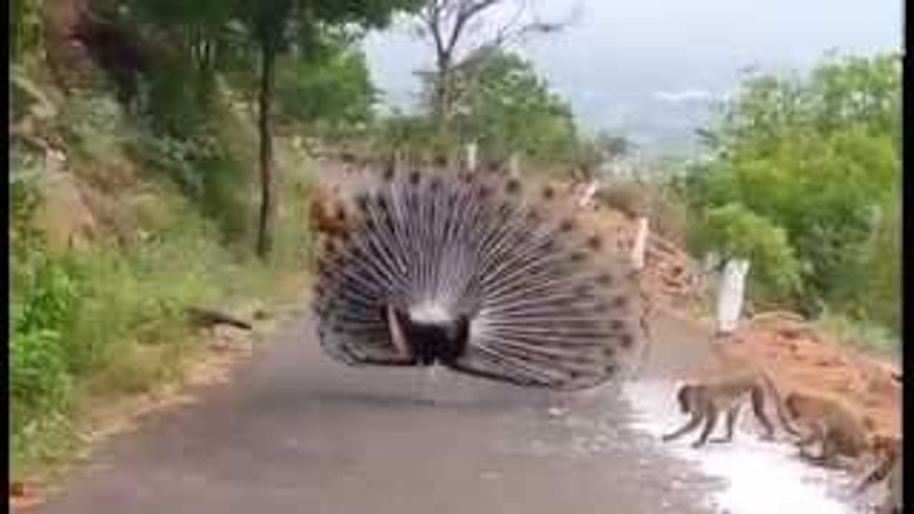 fanny video in animal