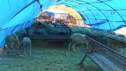 Araba Fiyatına Kurbanlık