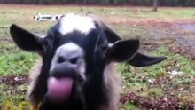 Goats Are Awesome - 2017 More ....