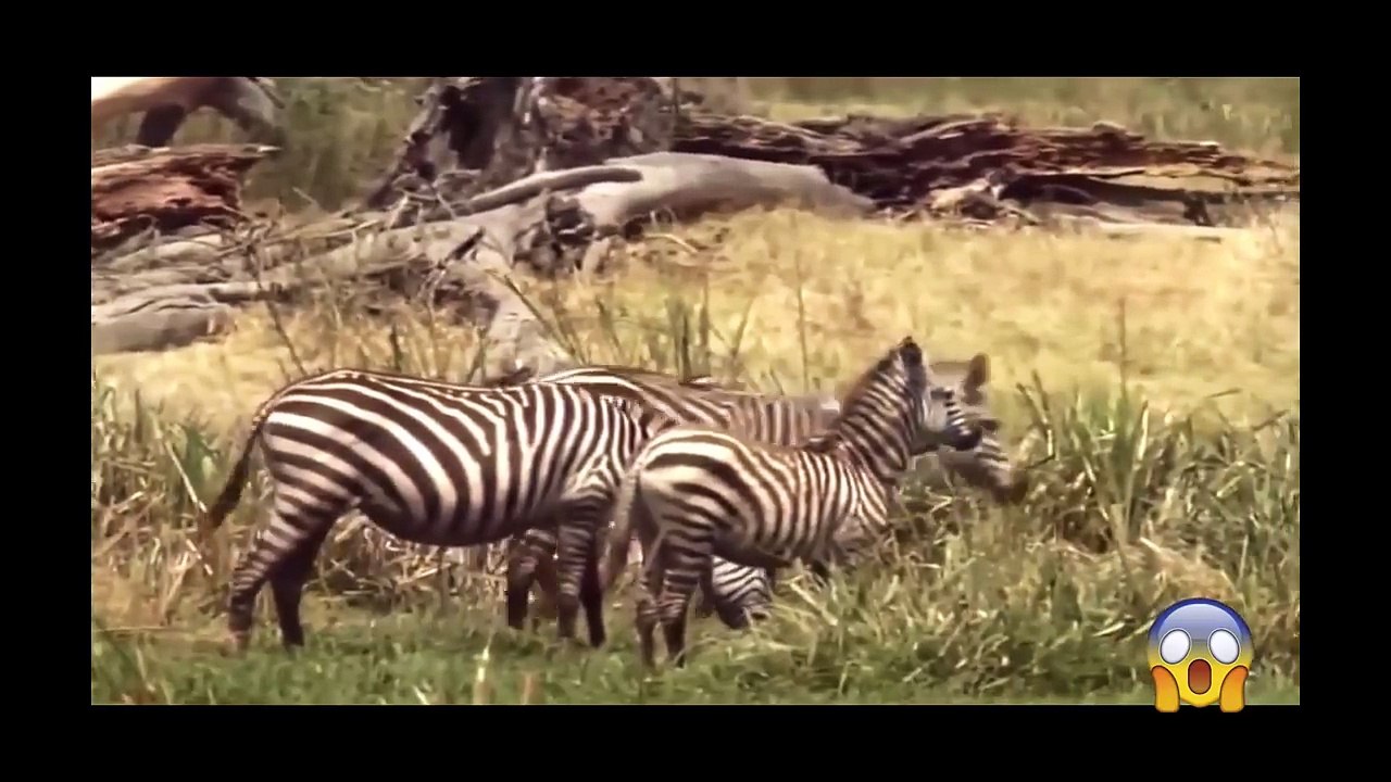 Lion vs Zebra Real fight ➤ Animals attack and hunt failed 2017