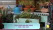 Mulher Demais - Como fazer uma mini horta para a sua casa