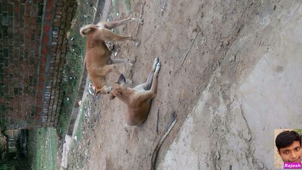 dog's emergency landing.kutto wali harkat