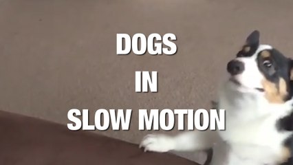 Dogs Running in Slow-Mo Is as Beautiful As you Imagine