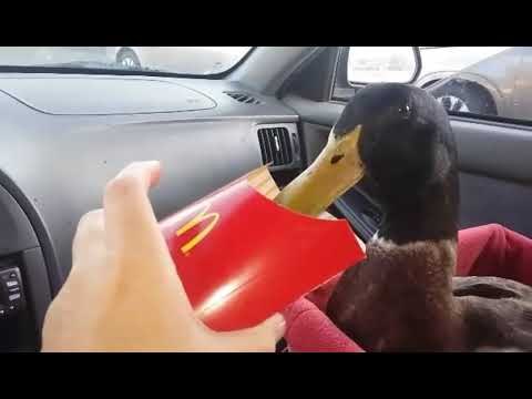 Owner Treats Pet Duck to Fries and He's Lovin' it