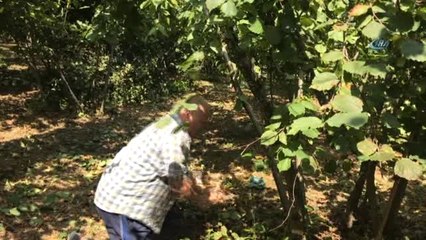 Fındık Fiyatına Kızdı, Fındık Fidanlarını Kesti