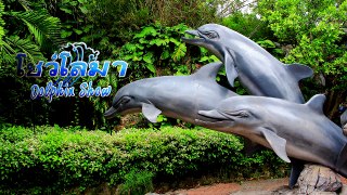 Dolphin Show Safari World Tour at Safari World Bangkok Thailand