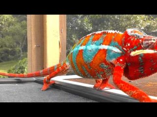 Colorful Chameleon Moves in Slow Motion