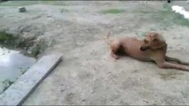 Dog Saving Diving Man