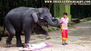 Elephant Massages Bangkok Thailand Elephant Show Bangkok