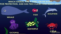 Learn Animals of the Ocean, Flashcards, Find + Count, New Educational Video For Kids new