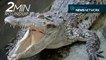 Siamese crocs, elephant rescuers & a rare ocelot hunt