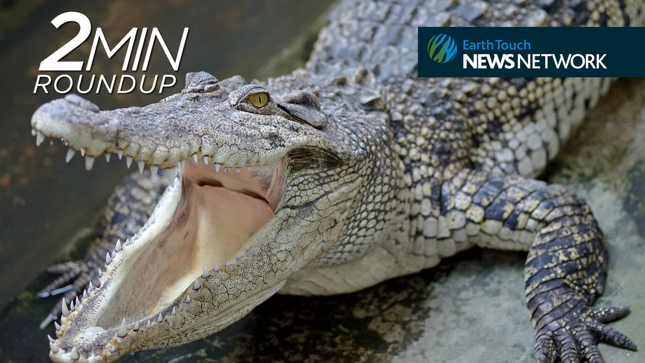 Siamese crocs, elephant rescuers & a rare ocelot hunt