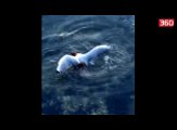 Momenti tmerrues kur nje oktapod gllaberon pulebardhen ne uje (360video)