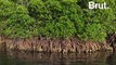 Des drones pour la reforestation de la mangrove birmane