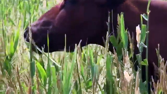 Как говорят животные. Развивающий мультфильм для детей. Учим голоса и звуки животных. Разв