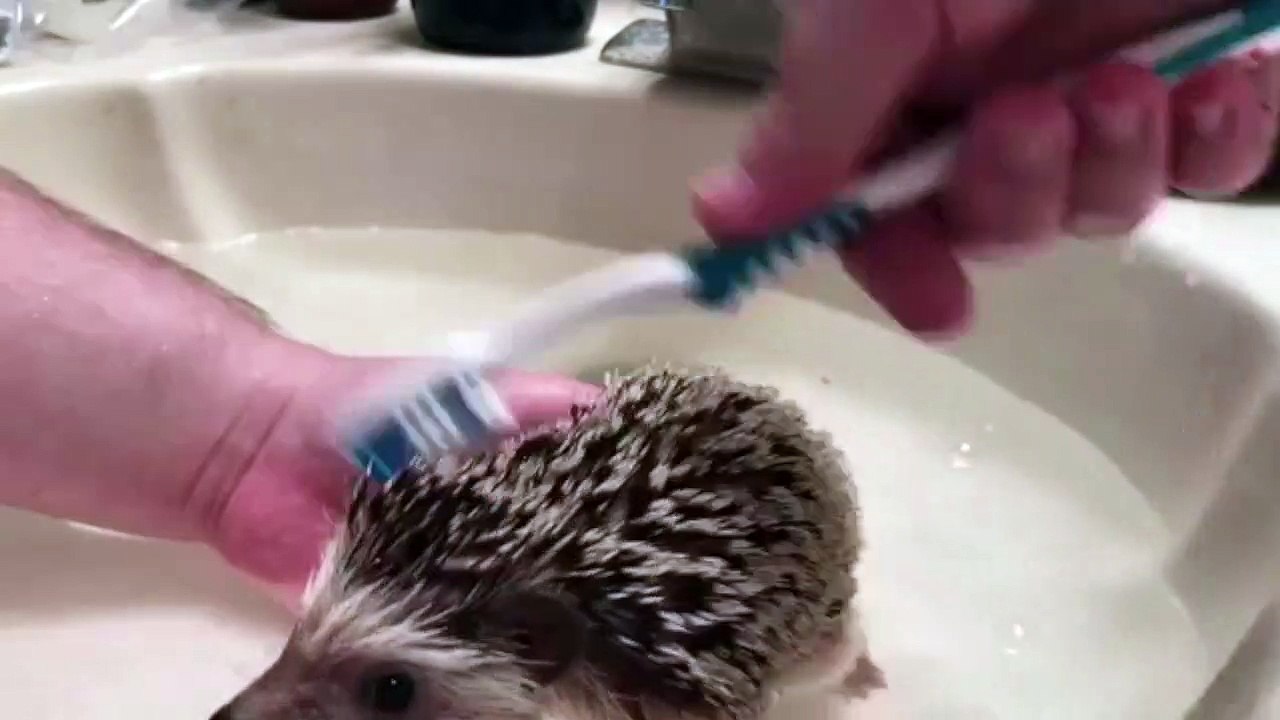 Comment laver un hérisson à la brosse à dents ?