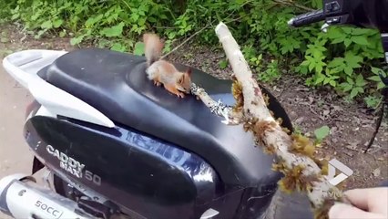 Un écureuil vole un scooter xD