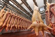 Amazing Pork Cutting Machine - Food Factory - Food & Drink