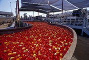 Inside The Fruit Processing Plant - Harvest and Process of Peach, Tomatoes