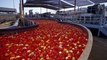 Inside The Fruit Processing Plant - Harvest and Process of Peach, Tomatoes