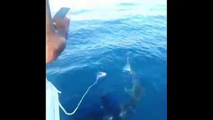 Un requin peau bleue de trois mètres aperçu près de Marseille par des pêcheurs !