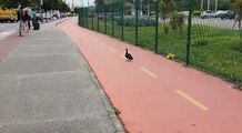 Pato é flagrado andando na ciclovia da Ufes