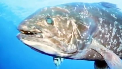 Discovery Channel # Ghost Ship # Real Ghost Caught On Camera # Scariest must watch