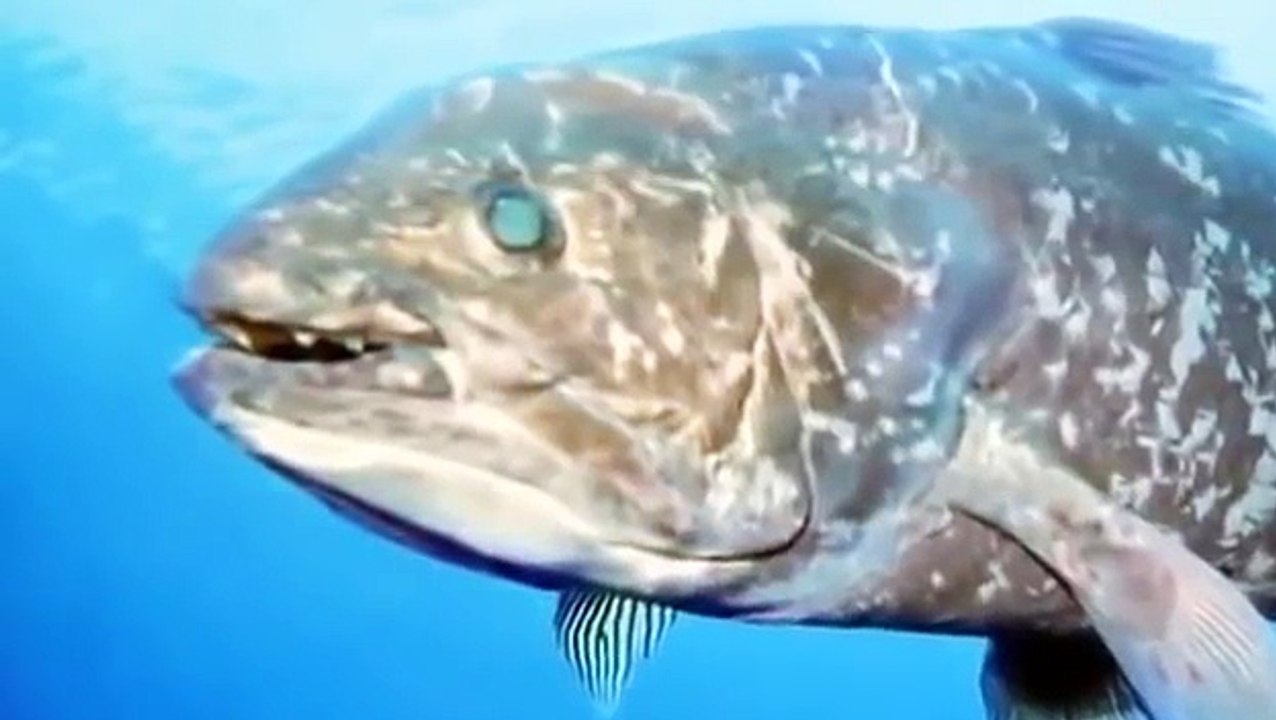 Discovery Channel # Ghost Ship # Real Ghost Caught On Camera # Scariest must watch