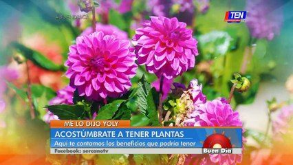 Beneficios de tener plantas en el hogar