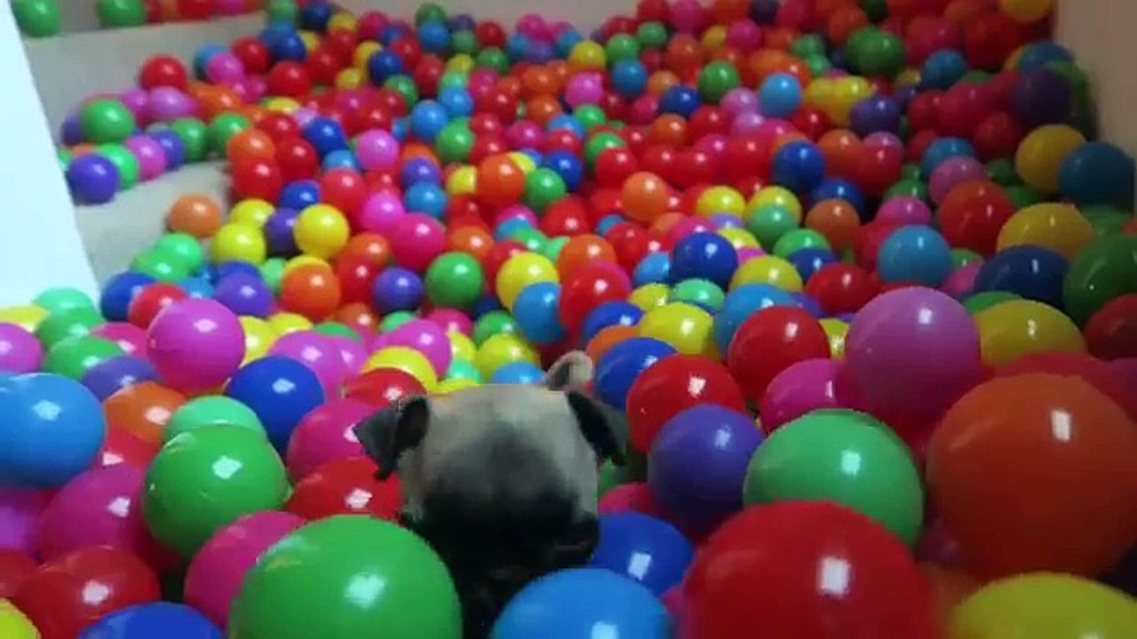 À bébé aboyé première pour moi moi carlin le le le le la temps équipe