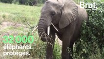 Le sauveur des éléphants Wayne Lotter assassiné en Tanzanie