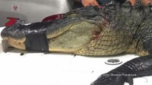 Hunters in Florida Capture 12-foot Gator Days After 11-foot, 375-pound Catch