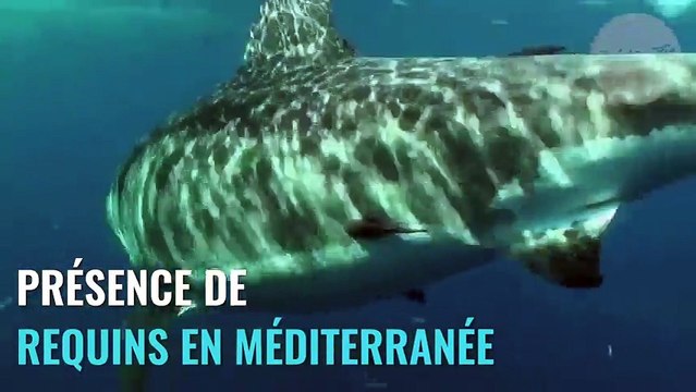 La mer Méditerranée remplie de requins !! et c'est pas fini !!