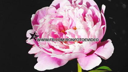 "Os pensamentos são como as flores