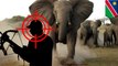 Gajah menginjak-injak pemburu profesional dalam perburuan gagal - TomoNews