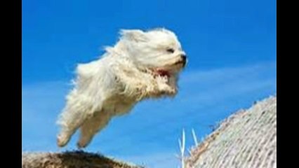 Flying Doggies--Gonna Fly Now