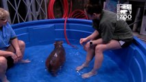 Premature Baby Hippo Fiona Gets a Bigger Pool Cincinnati Zoo