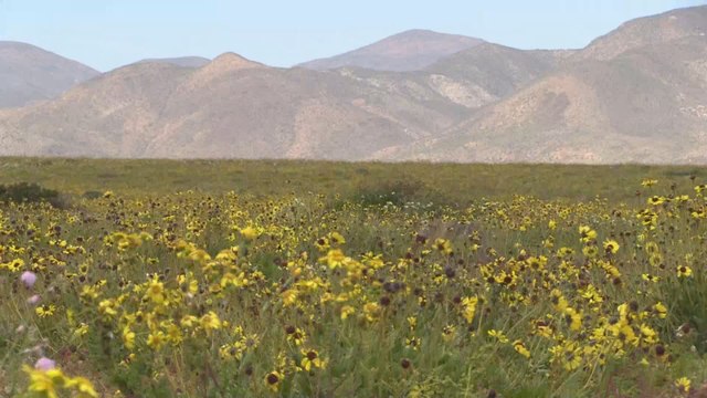 El milagro del desierto colma el lugar más árido del mundo de flores multicolor