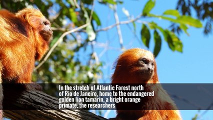 Stitching Together Forests Can Help Save Species, Study Finds