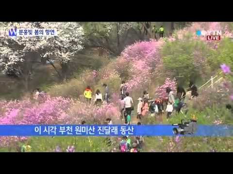 원미산 진달래꽃 막바지...상춘객 발길 이어져 / YTN