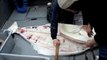 How to filet a 300 pound alaskan halibut