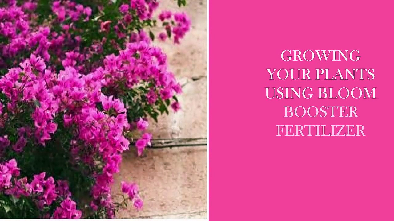 bloom booster fertilizer