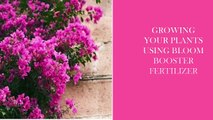 bloom booster fertilizer